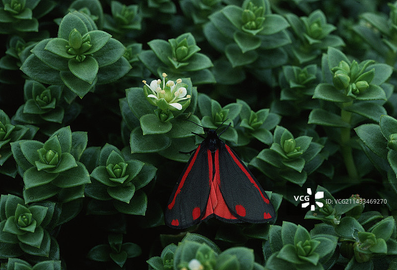 朱砂蛾图片素材