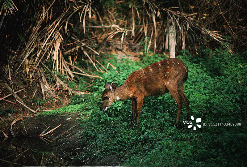 西塔通加鹿图片素材