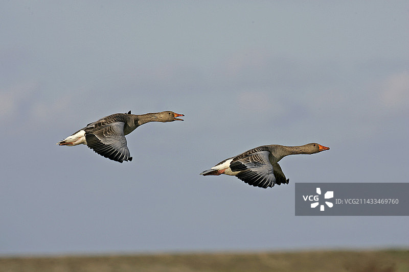 飞行中的灰雁夫妇图片素材