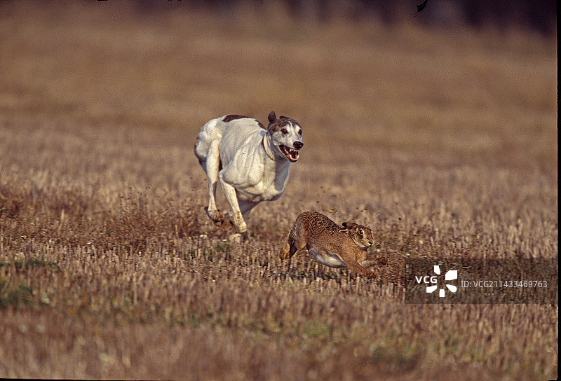 格雷伊猎犬追逐野兔图片素材