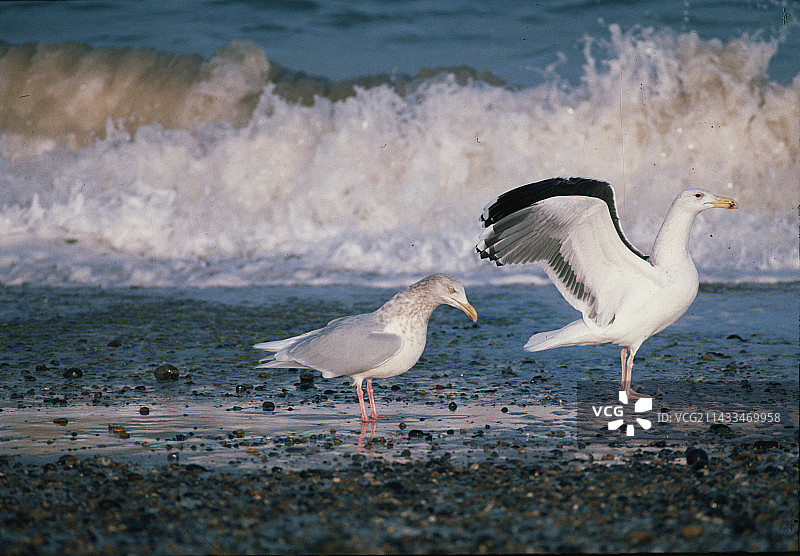 海鸥在海边图片素材