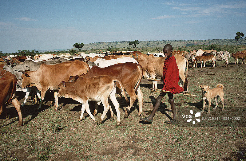 非洲牧牛人图片素材