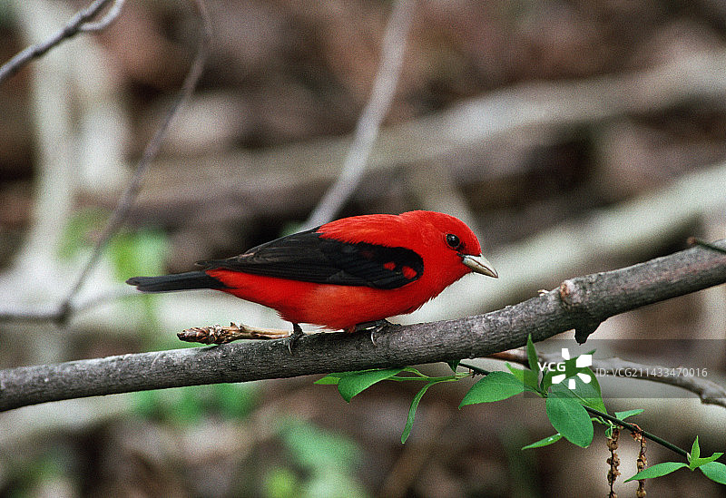 猩红比唐雀图片素材