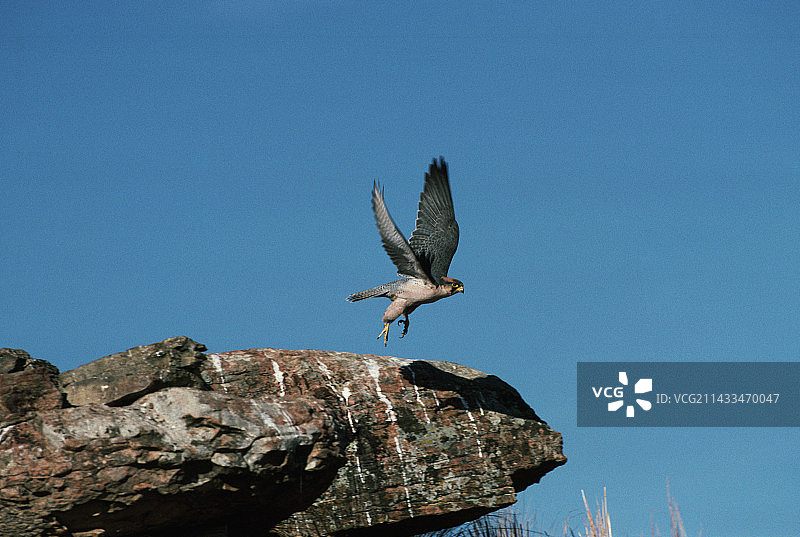 猎隼起飞图片素材