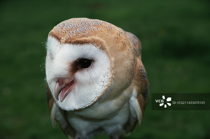仓鸮幼鸟发出嘶嘶声图片素材