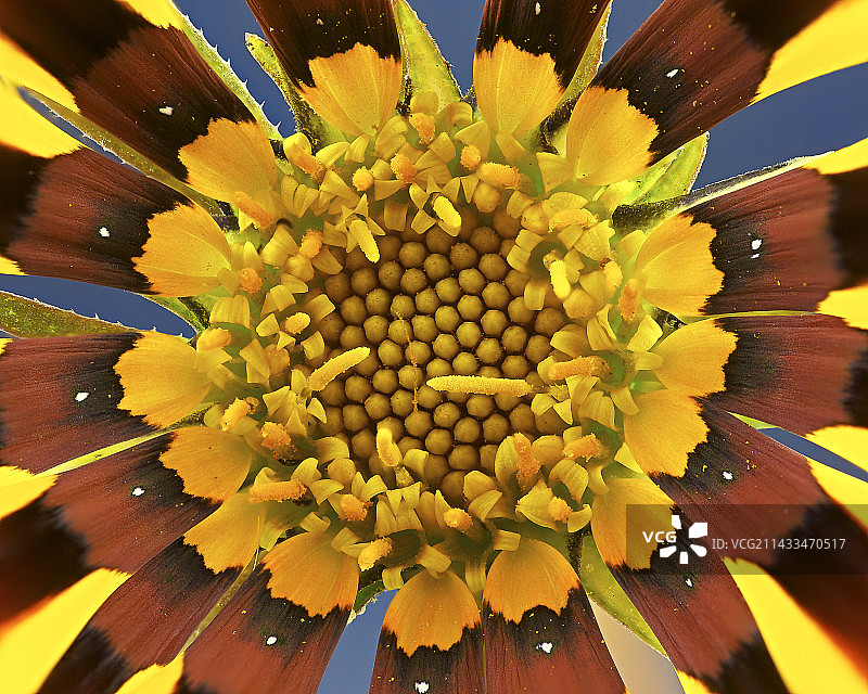 close-up摄影：非洲菊图片素材