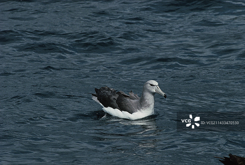 幼年害羞信天翁图片素材