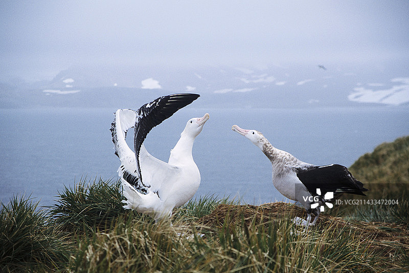 漂泊信天翁的展示图片素材