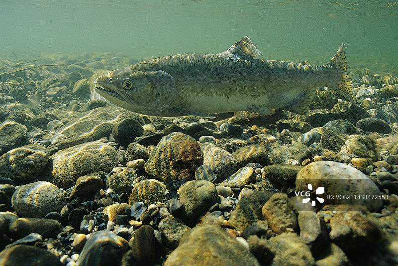 雌性粉红鲑鱼图片素材