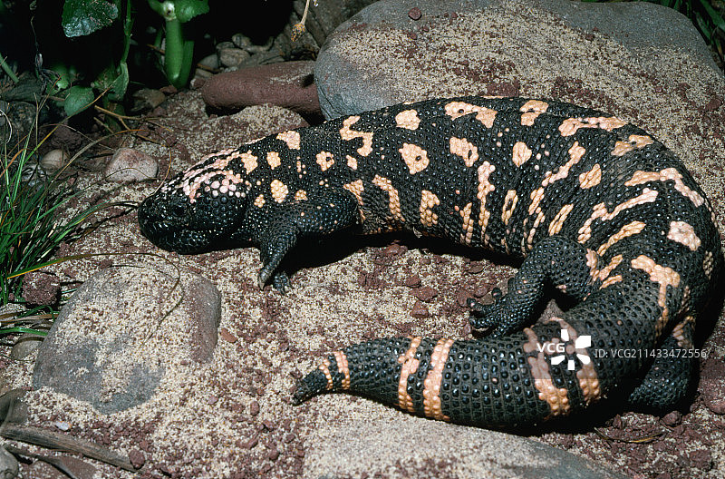 吉拉毒蜥图片素材