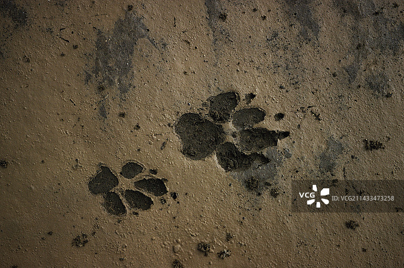 鬣狗足迹图片素材