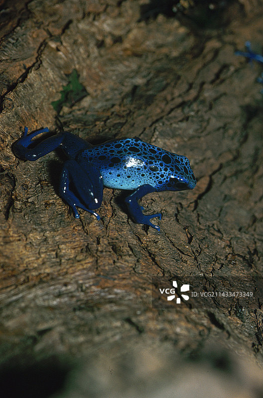 蓝色箭毒蛙图片素材