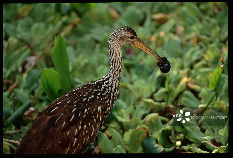 美洲鹭嘴里叼着蜗牛图片素材