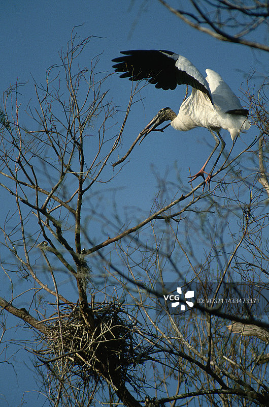 美洲木鹳筑巢图片素材