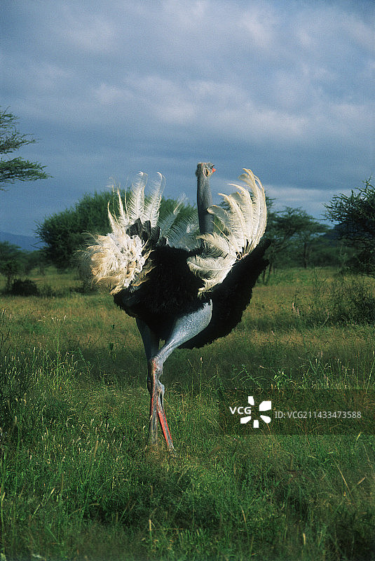 雄性索马里鸵鸟图片素材