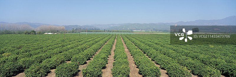 圣保拉的橙树林图片素材
