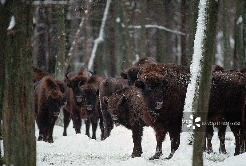 冬季森林中的欧洲野牛图片素材