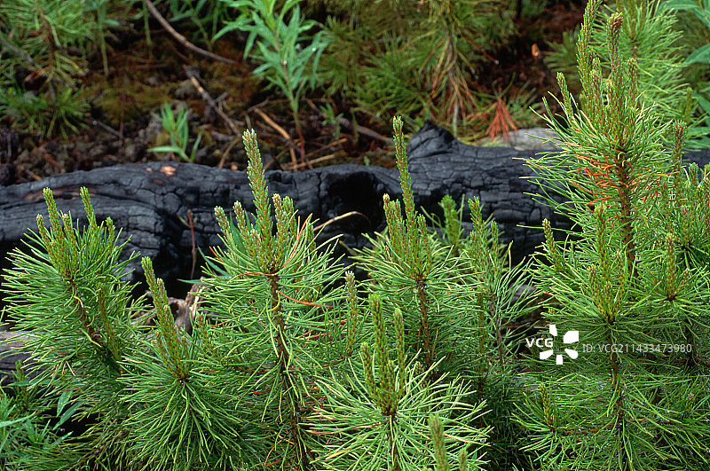 黄松树苗图片素材