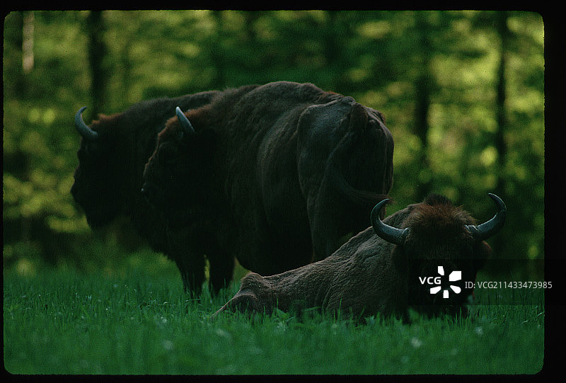 比亚沃韦扎森林野牛图片素材