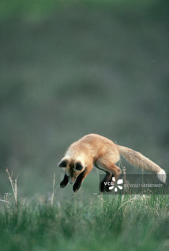 红狐幼崽捕食老鼠图片素材