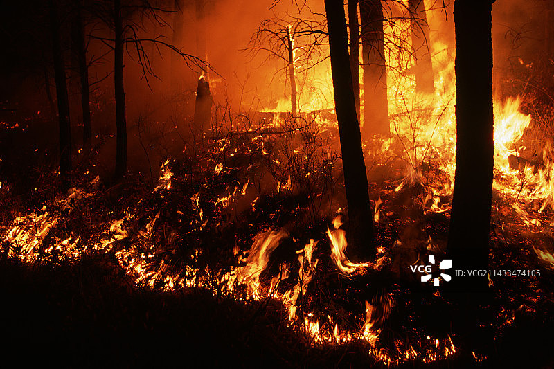 黄松林中的可控燃烧图片素材
