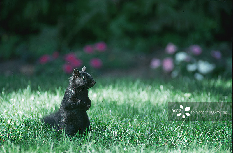 黑色形态的灰松鼠图片素材