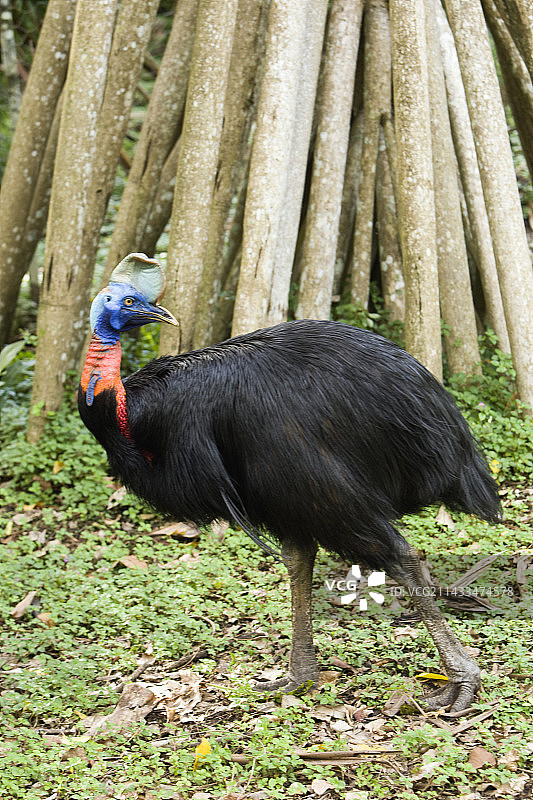 巴布亚新几内亚的食火鸡图片素材
