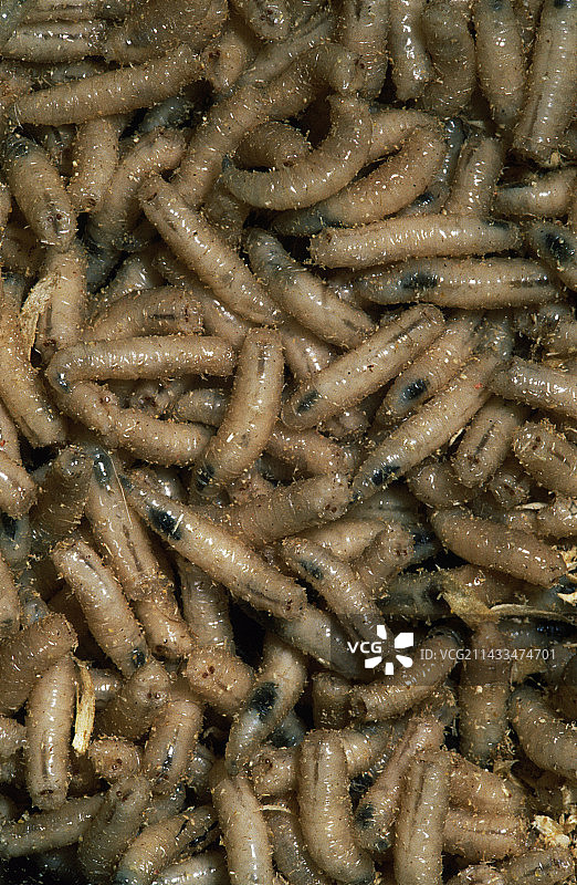 家蝇蛆图片素材