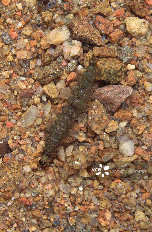 石蛾幼虫图片素材
