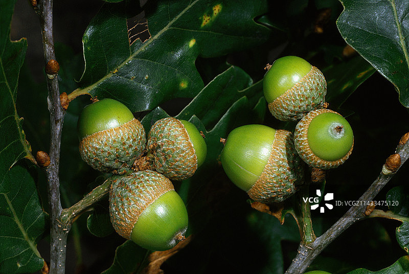 橡树果图片素材