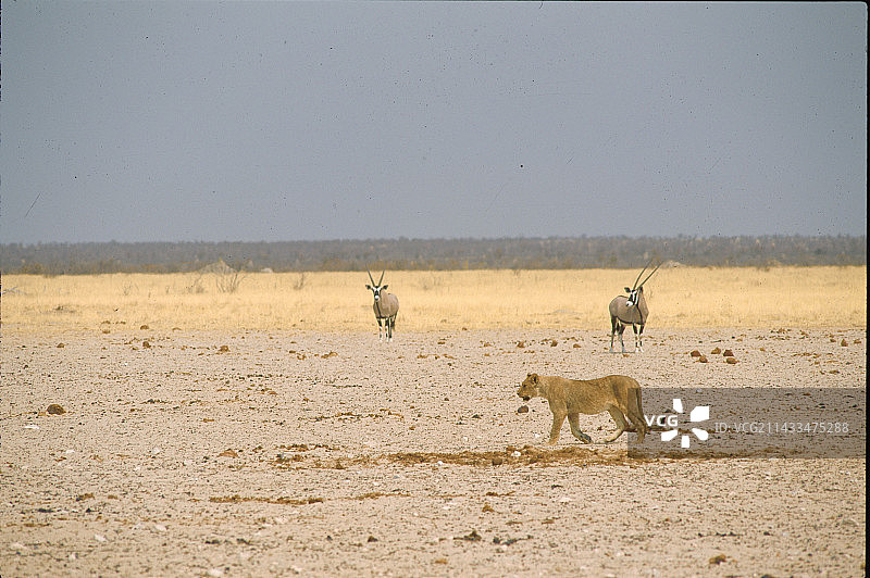 狮子潜行跟踪长颈羚图片素材