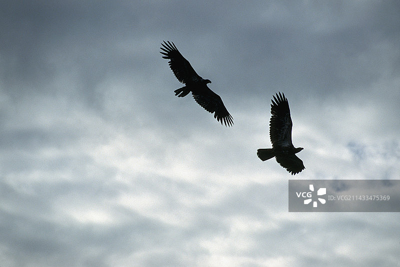飞行中的白头海雕图片素材