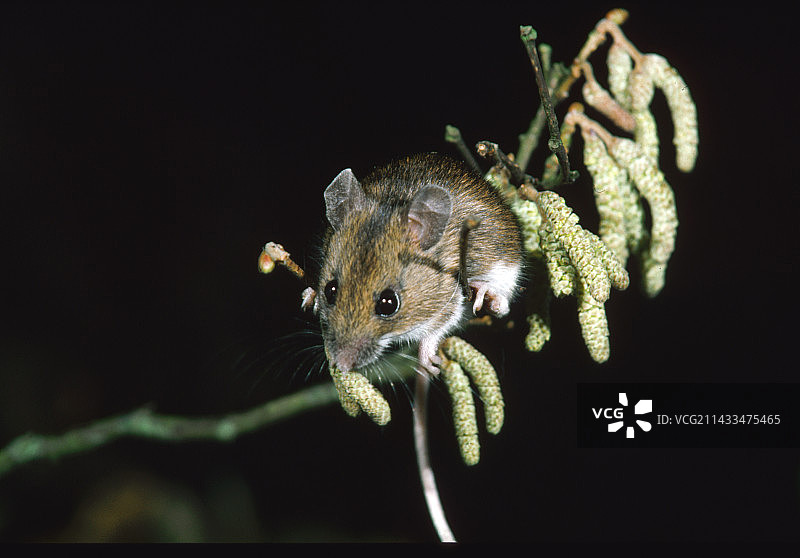 山雀在覆满柔荑花的茎上图片素材