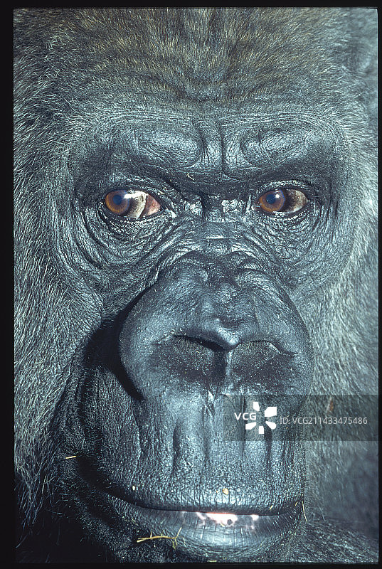 低地大猩猩面部特写图片素材