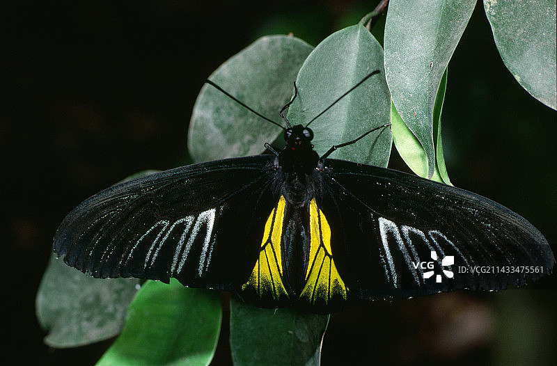 金裳凤蝶图片素材