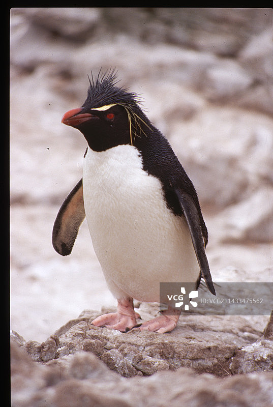 跳岩企鹅，福克兰群岛图片素材