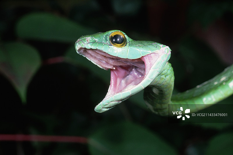 鹦鹉蛇攻击图片素材