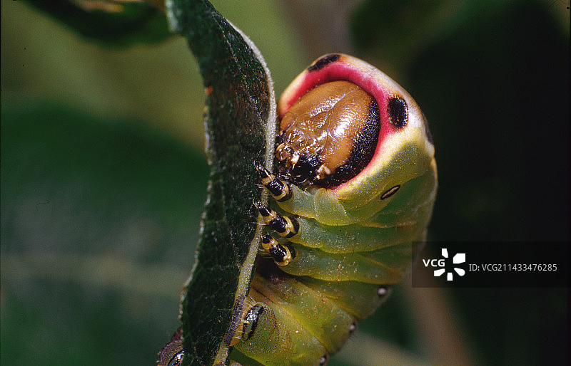 猫蛾幼虫头部图片素材