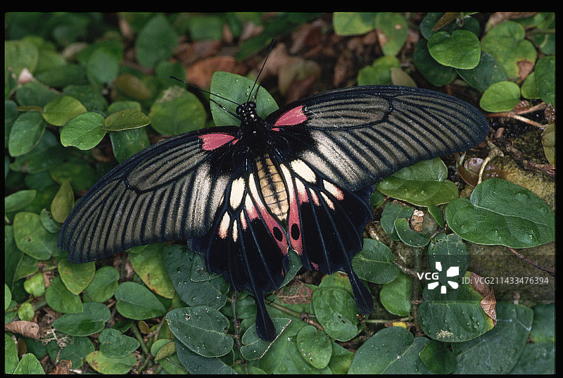 大木 Mormon凤蝶图片素材