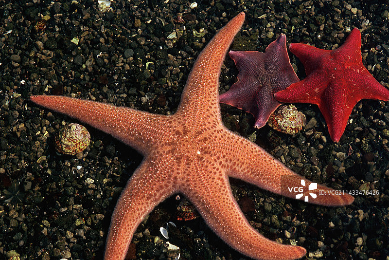 海星和蝙蝠海星图片素材