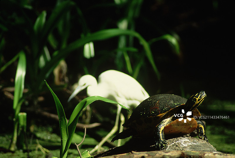 红腹彩龟晒太阳图片素材