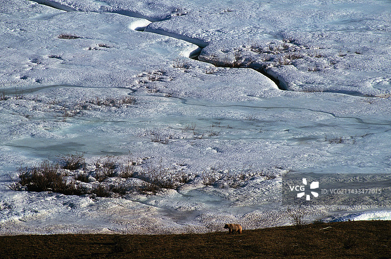 北极苔原上的灰熊图片素材