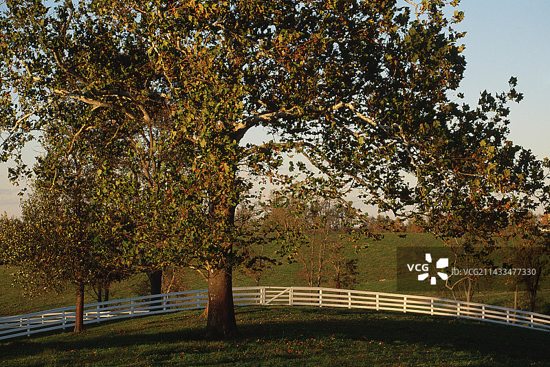 牧场中的美国梧桐树图片素材