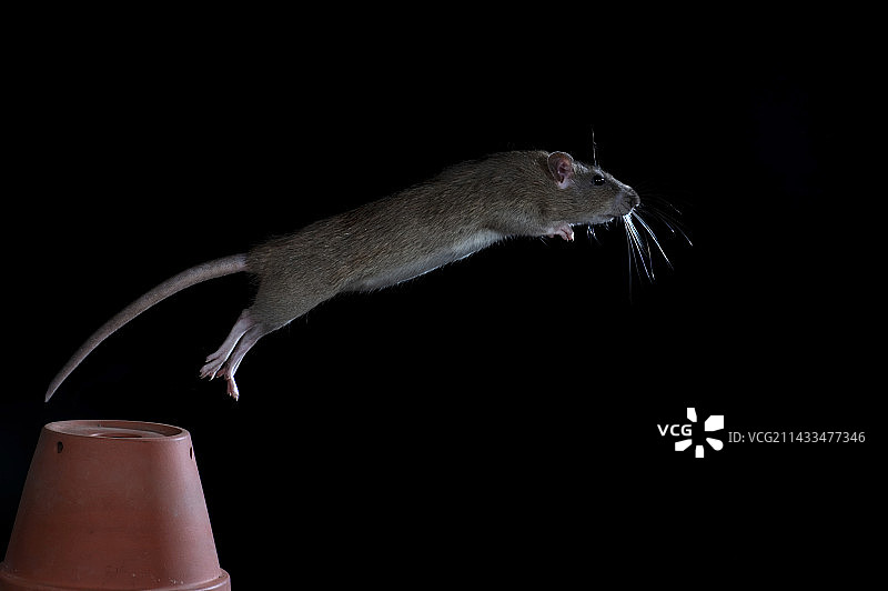 跳跃的棕色老鼠图片素材