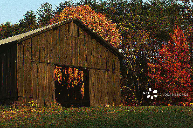 谷仓里悬挂的烟草图片素材