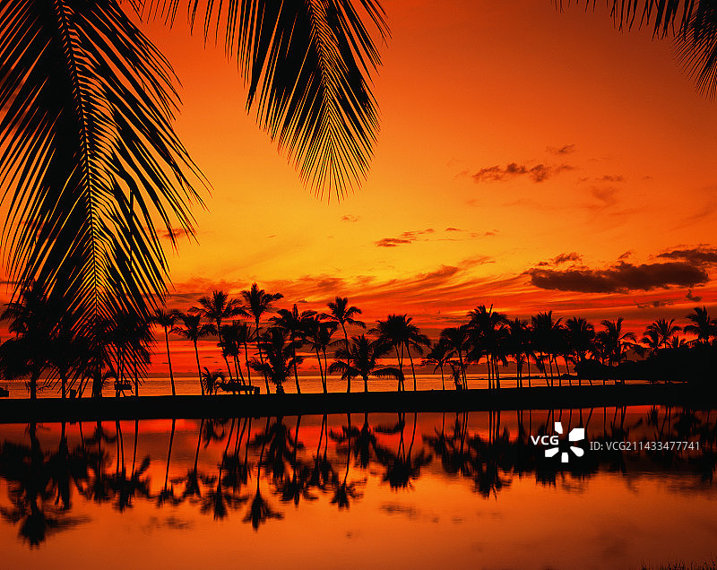 日落时分的棕榈树剪影图片素材
