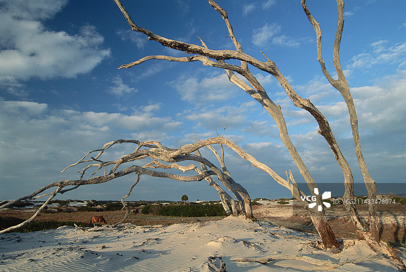 海边的风弯橡树图片素材