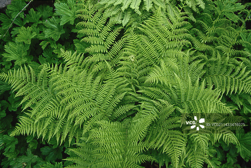 洛克萨河附近的蕨类植物图片素材