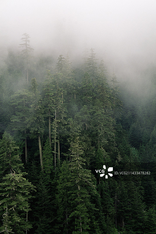 森林雾景图片素材