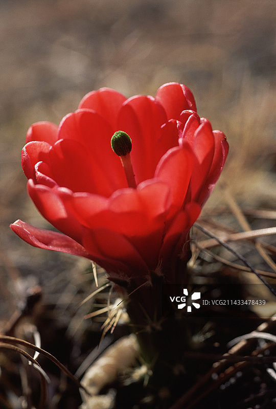 干涸河床中盛开的仙人掌图片素材